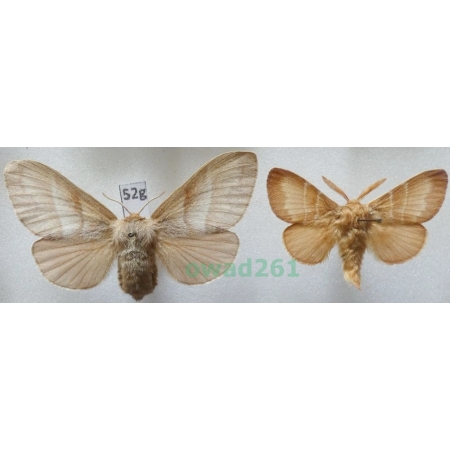Macrothylacia rubi (Linnaeus, 1758) pair Czech52g